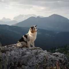 Un chien profite d'une randonnée avec son maître, assis sur un rocher face à un paysage montagneux spectaculaire.