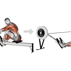 Homme faisant du rameur, montrant les muscles sollicités. Le mouvement de traction pour faire du rameur.