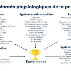 Schéma des déterminants physiologiques de la performance, incluant l'endurance, le système cardiovasculaire (avec VO2Max), l'explosivité et le système respiratoire.