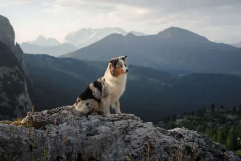 Un chien profite d'une randonnée avec son maître, assis sur un rocher face à un paysage montagneux spectaculaire.