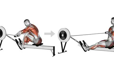 Homme faisant du rameur, montrant les muscles sollicités. Le mouvement de traction pour faire du rameur.