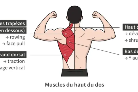Anatomie du dos montrant les muscles pour muscler le dos : trapèzes, rhomboïdes, grand dorsal. Exercices suggérés : rowing, face pull, traction, tirage vertical, shrug, Y au sol.