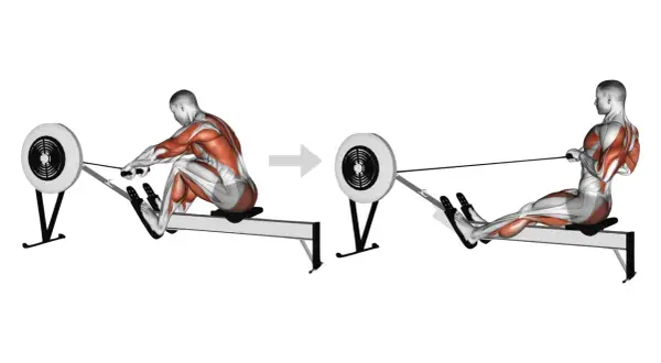 Homme faisant du rameur, montrant les muscles sollicités. Le mouvement de traction pour faire du rameur.