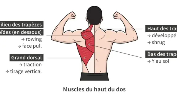 Anatomie du dos montrant les muscles pour muscler le dos : trapèzes, rhomboïdes, grand dorsal. Exercices suggérés : rowing, face pull, traction, tirage vertical, shrug, Y au sol.