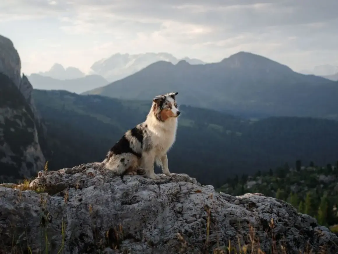 Un chien profite d'une randonnée avec son maître, assis sur un rocher face à un paysage montagneux spectaculaire.