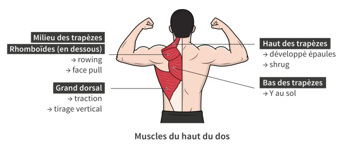 Anatomie du dos montrant les muscles pour muscler le dos : trapèzes, rhomboïdes, grand dorsal. Exercices suggérés : rowing, face pull, traction, tirage vertical, shrug, Y au sol.