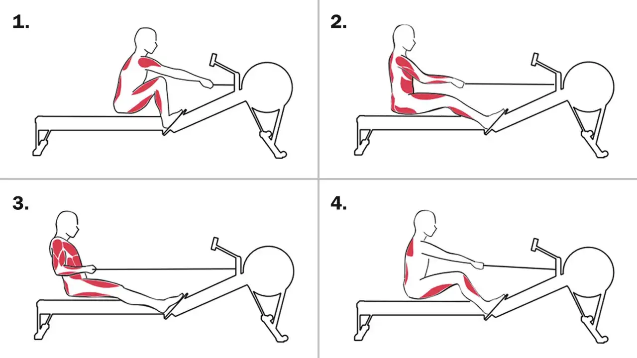 Illustration en 4 &eacute;tapes montrant comment faire du rameur, avec les muscles sollicit&eacute;s en rouge.