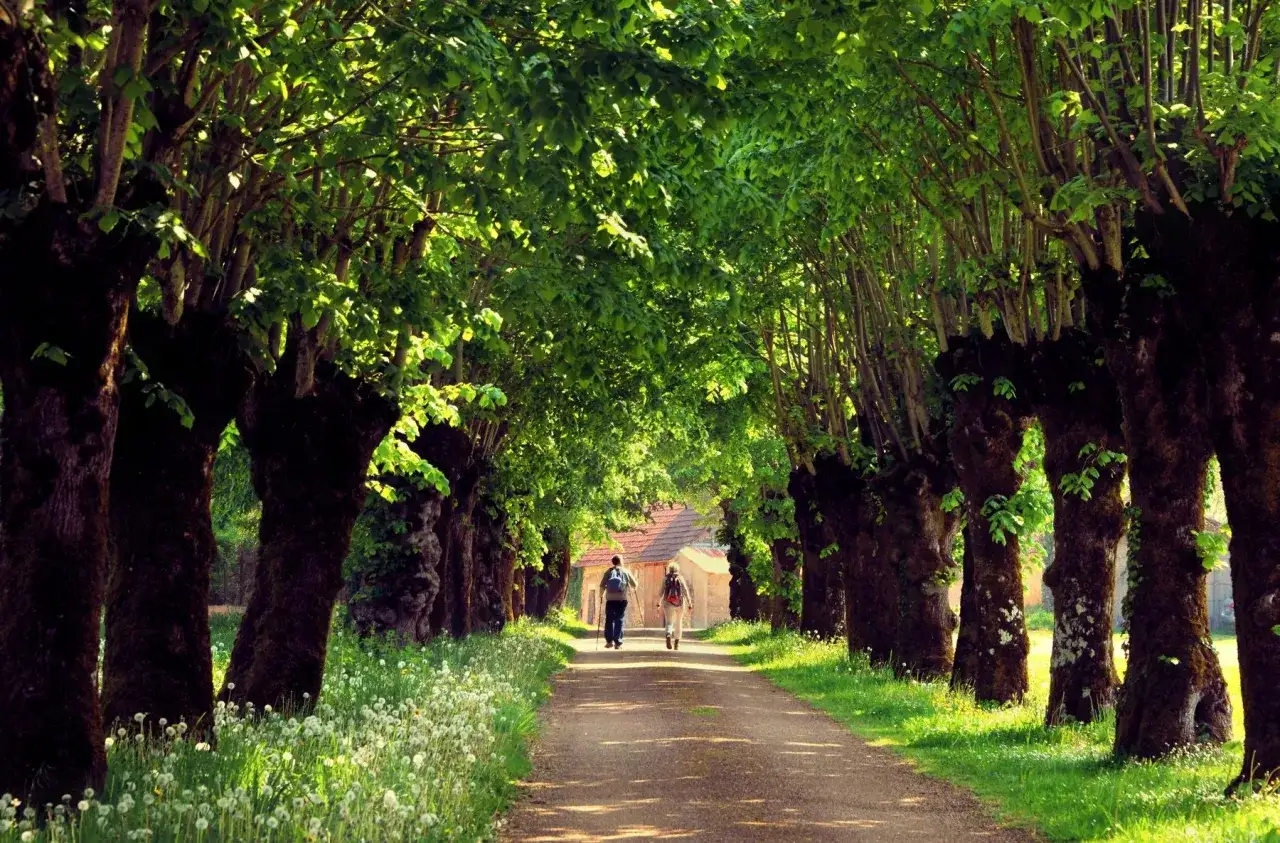 Deux randonneurs profitent d'une belle journ&eacute;e pour une randonn&eacute;e autour de Paris, sous une all&eacute;e d'arbres verdoyants.