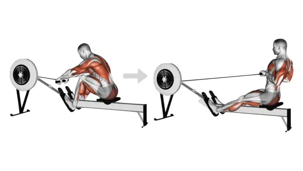 Homme faisant du rameur, montrant les muscles sollicités. Le mouvement de traction pour faire du rameur.